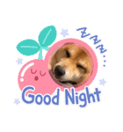 表情豊かな柴犬の成長（個別スタンプ：5）