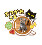 表情豊かな柴犬の成長（個別スタンプ：7）