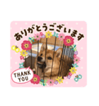 表情豊かな柴犬の成長（個別スタンプ：8）