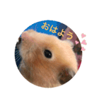 さんちゃん ペット（個別スタンプ：1）