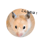 さんちゃん ペット（個別スタンプ：2）