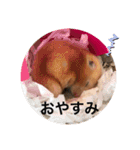 さんちゃん ペット（個別スタンプ：3）