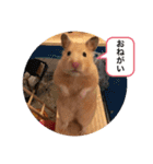 さんちゃん ペット（個別スタンプ：5）