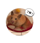 さんちゃん ペット（個別スタンプ：7）
