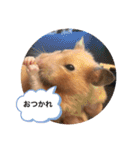 さんちゃん ペット（個別スタンプ：8）