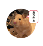 さんちゃん ペット（個別スタンプ：14）