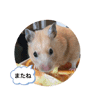 さんちゃん ペット（個別スタンプ：15）