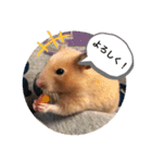 さんちゃん ペット（個別スタンプ：16）