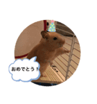 さんちゃん ペット（個別スタンプ：20）