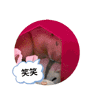 さんちゃん ペット（個別スタンプ：22）
