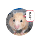 さんちゃん ペット（個別スタンプ：24）