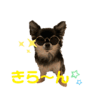 PoPo♡Roy（個別スタンプ：12）