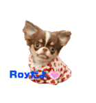 PoPo♡Roy（個別スタンプ：19）