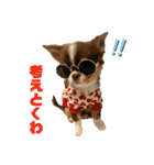 PoPo♡Roy（個別スタンプ：37）