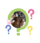 chocoとRinとBooのスタンプ（個別スタンプ：7）