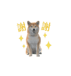 柴犬圓圓の日常（個別スタンプ：1）