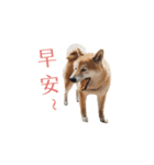 柴犬圓圓の日常（個別スタンプ：2）