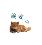 柴犬圓圓の日常（個別スタンプ：3）
