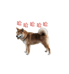 柴犬圓圓の日常（個別スタンプ：4）