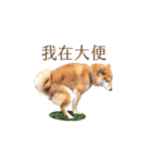 柴犬圓圓の日常（個別スタンプ：5）