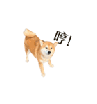 柴犬圓圓の日常（個別スタンプ：7）