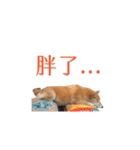 柴犬圓圓の日常（個別スタンプ：8）