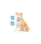 柴犬圓圓の日常（個別スタンプ：9）