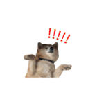 柴犬圓圓の日常（個別スタンプ：10）