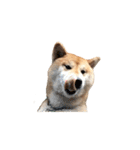 柴犬圓圓の日常（個別スタンプ：11）