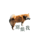 柴犬圓圓の日常（個別スタンプ：12）