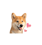 柴犬圓圓の日常（個別スタンプ：13）