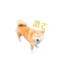 柴犬圓圓の日常（個別スタンプ：14）
