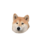 柴犬圓圓の日常（個別スタンプ：15）