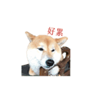 柴犬圓圓の日常（個別スタンプ：16）