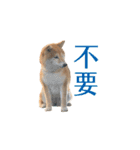 柴犬圓圓の日常（個別スタンプ：17）