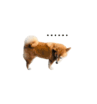 柴犬圓圓の日常（個別スタンプ：18）
