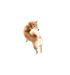 柴犬圓圓の日常（個別スタンプ：20）