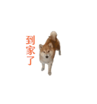 柴犬圓圓の日常（個別スタンプ：21）