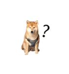 柴犬圓圓の日常（個別スタンプ：22）