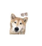 柴犬圓圓の日常（個別スタンプ：23）