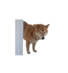 柴犬圓圓の日常（個別スタンプ：24）