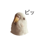 鳥さんセキセイインコ（個別スタンプ：2）