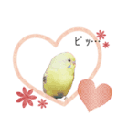 鳥さんセキセイインコ（個別スタンプ：3）