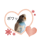 鳥さんセキセイインコ（個別スタンプ：4）