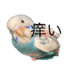 鳥さんセキセイインコ（個別スタンプ：7）