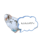 鳥さんセキセイインコ（個別スタンプ：8）