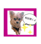 かりんころん(2)（個別スタンプ：10）