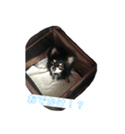 世界一かわいいチワワ（自称）（個別スタンプ：7）