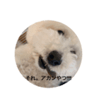 pamiスタ（個別スタンプ：5）