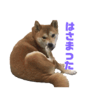 まぬけな柴犬のハル（個別スタンプ：1）